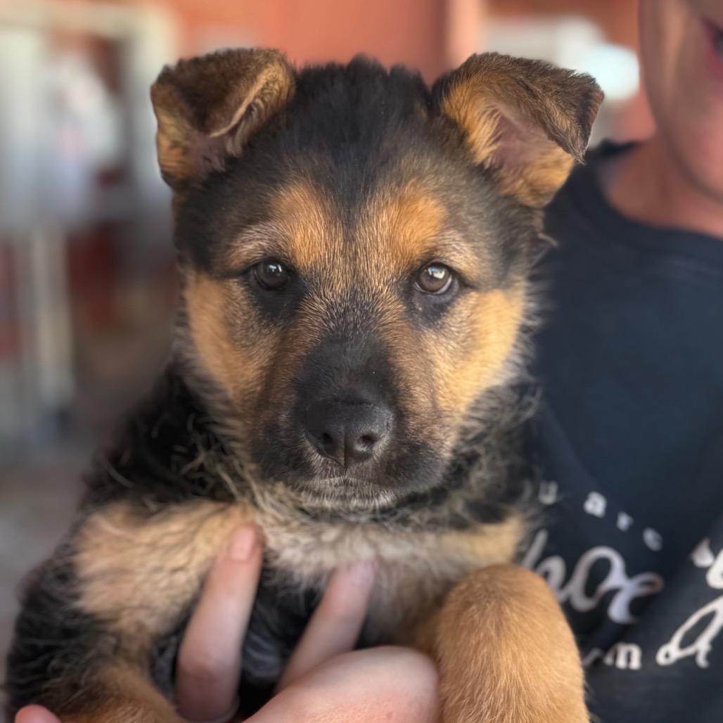 New York, Adoptable, Puppy Female Mixed Breed.