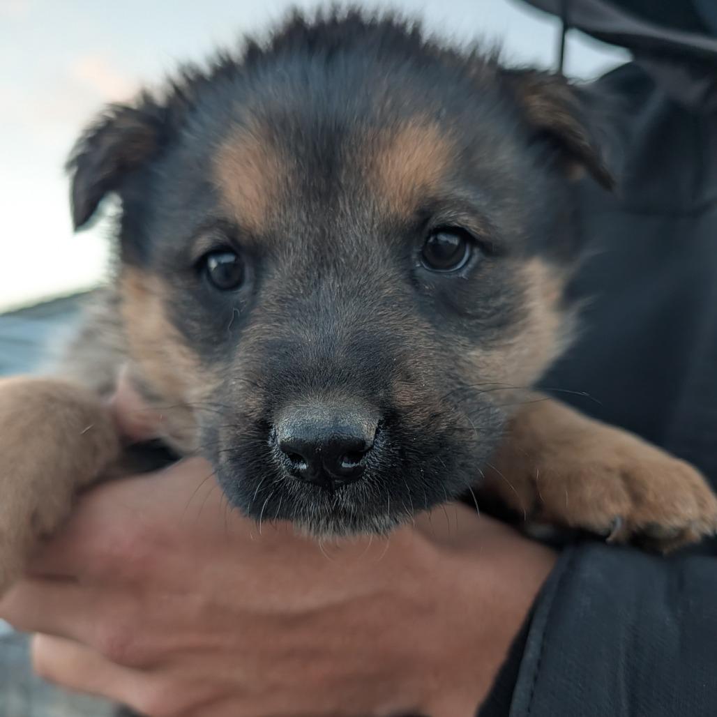 New York, Adoptable, Puppy Female Mixed Breed.