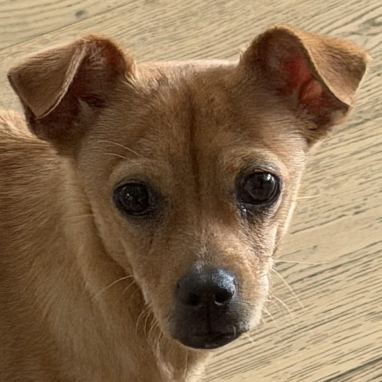 Mr. Shadow Littles, Adoptable, Puppy Male Chihuahua & Miniature Pinscher.