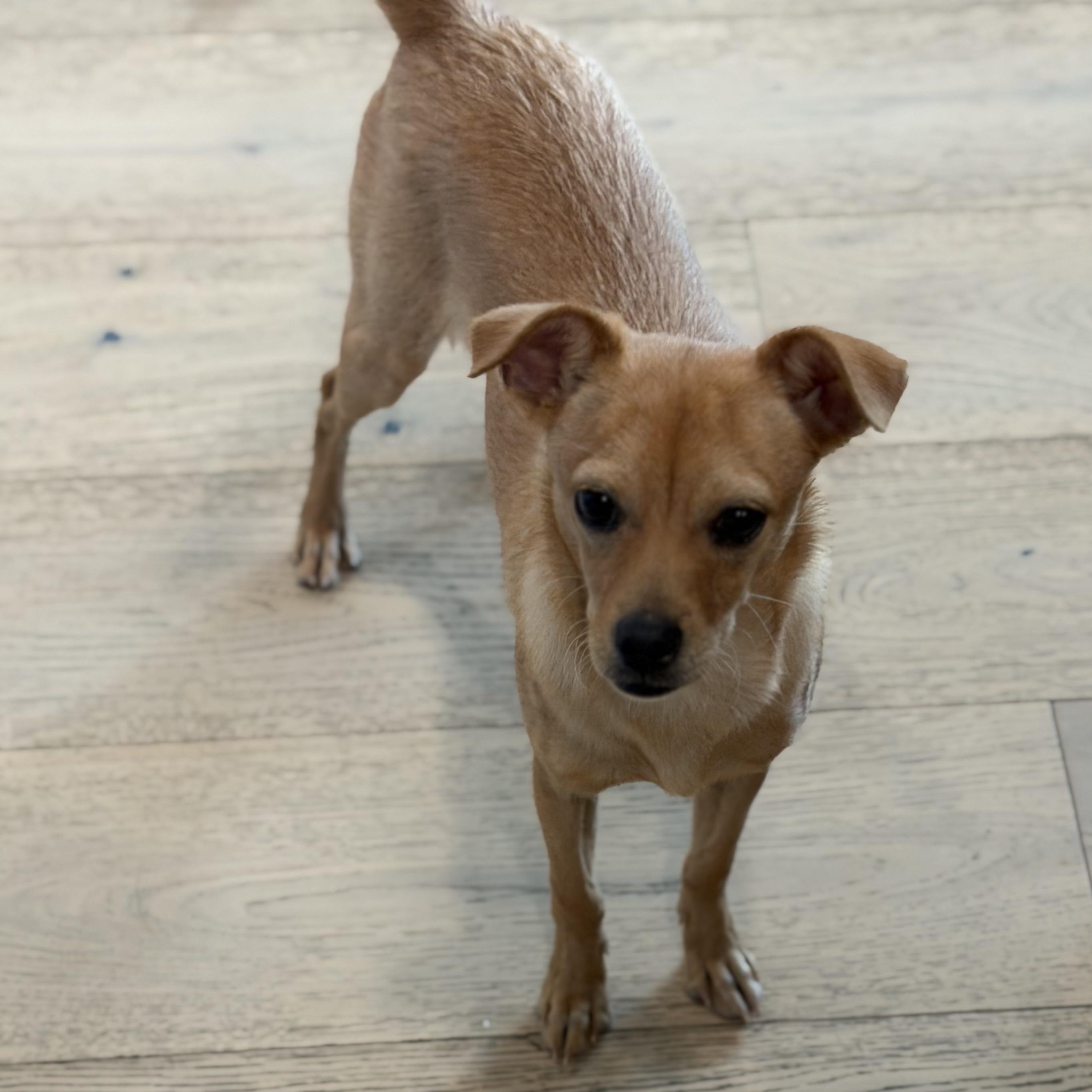 Enlarge Mr. Shadow Littles, a Adoptable mixed breed in Vancouver, BC image 6/6
