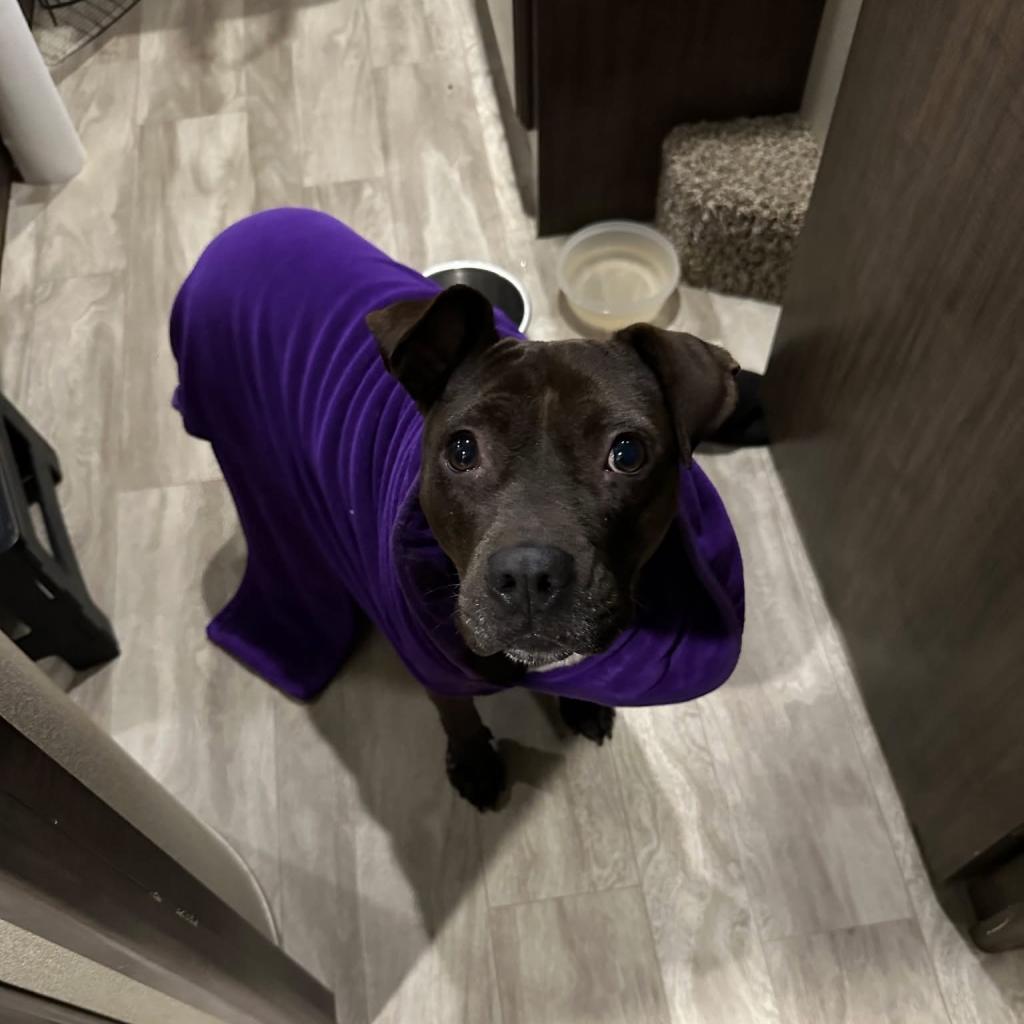 Skittles, Adoptable, Adult Female Mixed Breed.