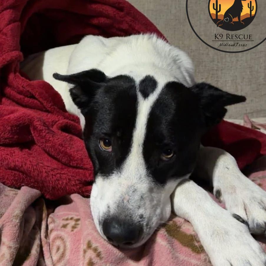 Enlarge Spade, a Adoptable mixed breed in Midland, TX image 1/2