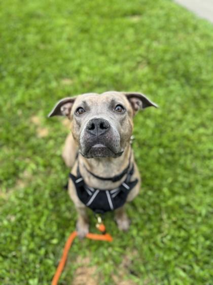 Enlarge Tasi, a Adoptable mixed breed in Vero Beach, FL image 1/3