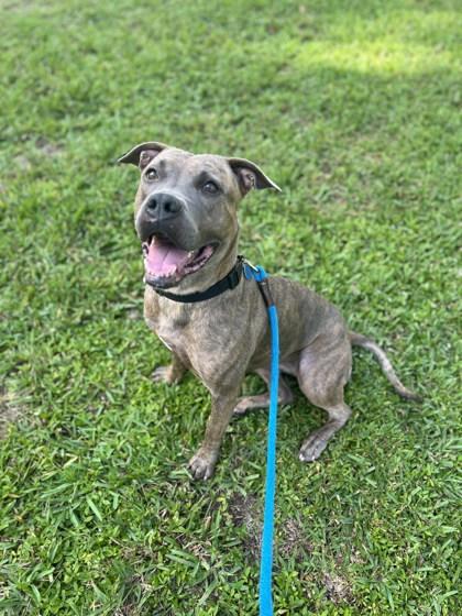 Enlarge Tasi, a Adoptable mixed breed in Vero Beach, FL image 2/3