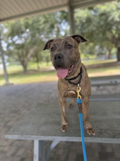 Enlarge Tasi, a Adoptable mixed breed in Vero Beach, FL image 3/3
