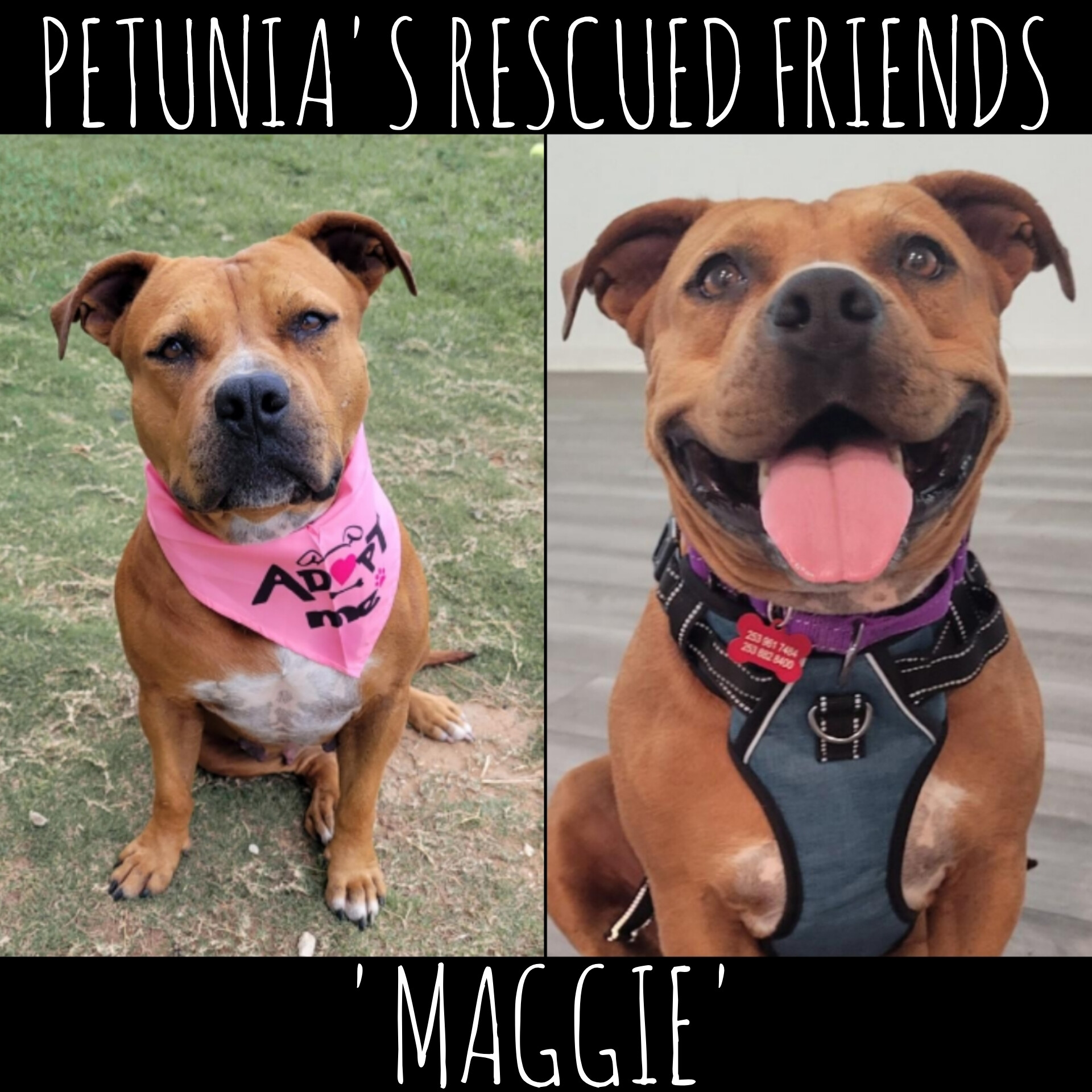 Maggie, Adoptable, Adult Female Terrier.