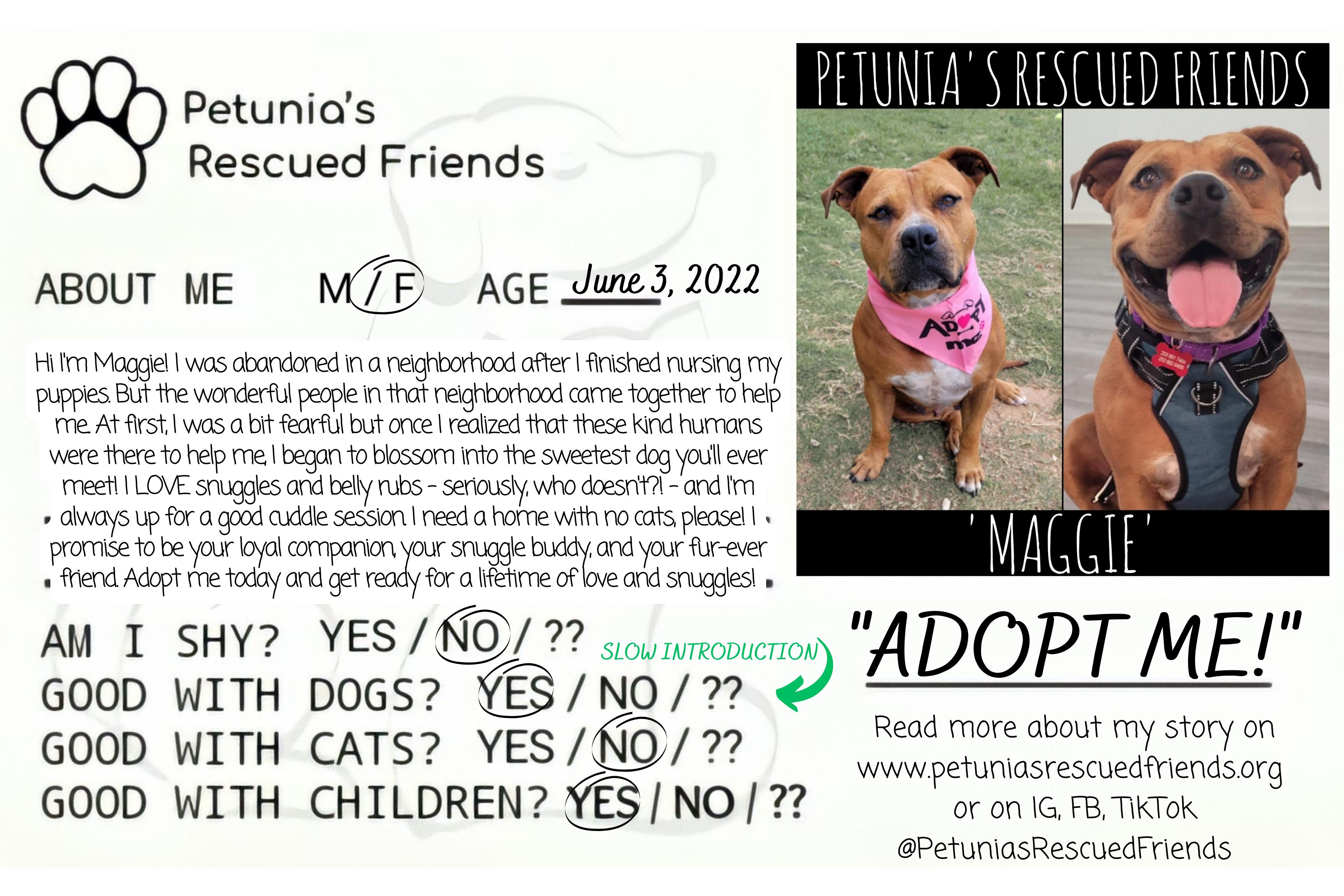 Enlarge Maggie, a Adoptable mixed breed in Castroville, TX image 2/2