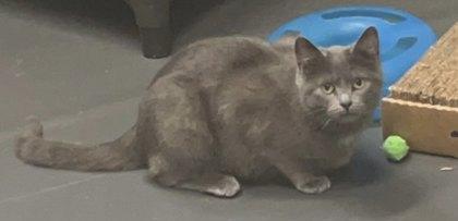 Enlarge Otep, a Adoptable Domestic Short Hair in Lincoln, MI image 1/1