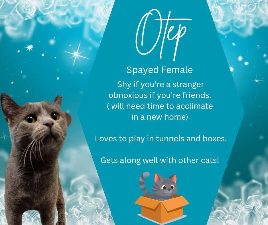 Enlarge Otep, a Adoptable Domestic Short Hair in Lincoln, MI image 2/2