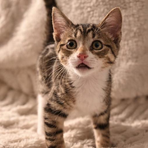 Enlarge Sprout, a Adoptable Domestic Short Hair in Gainesville, GA image 1/1