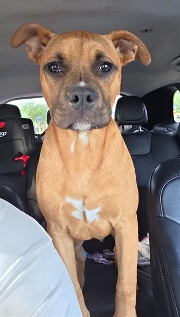 Enlarge ACE, a Adoptable mixed breed in Oklahoma City, OK image 1/1
