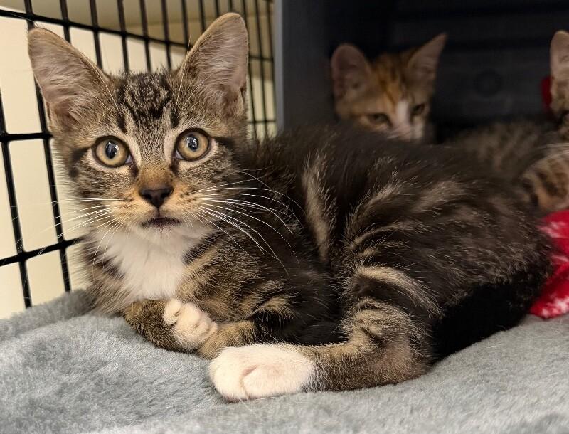 Lettuce, Adoptable, Young Female Domestic Short Hair.