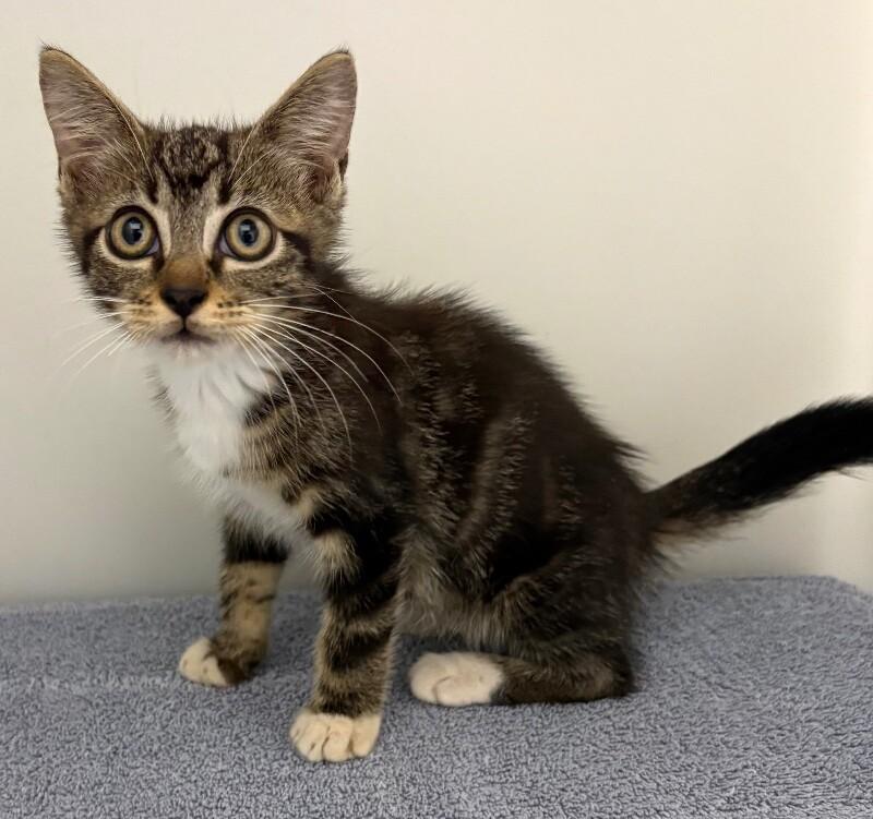 Lettuce, a Adoptable Domestic Short Hair in Katy, TX image 2/2