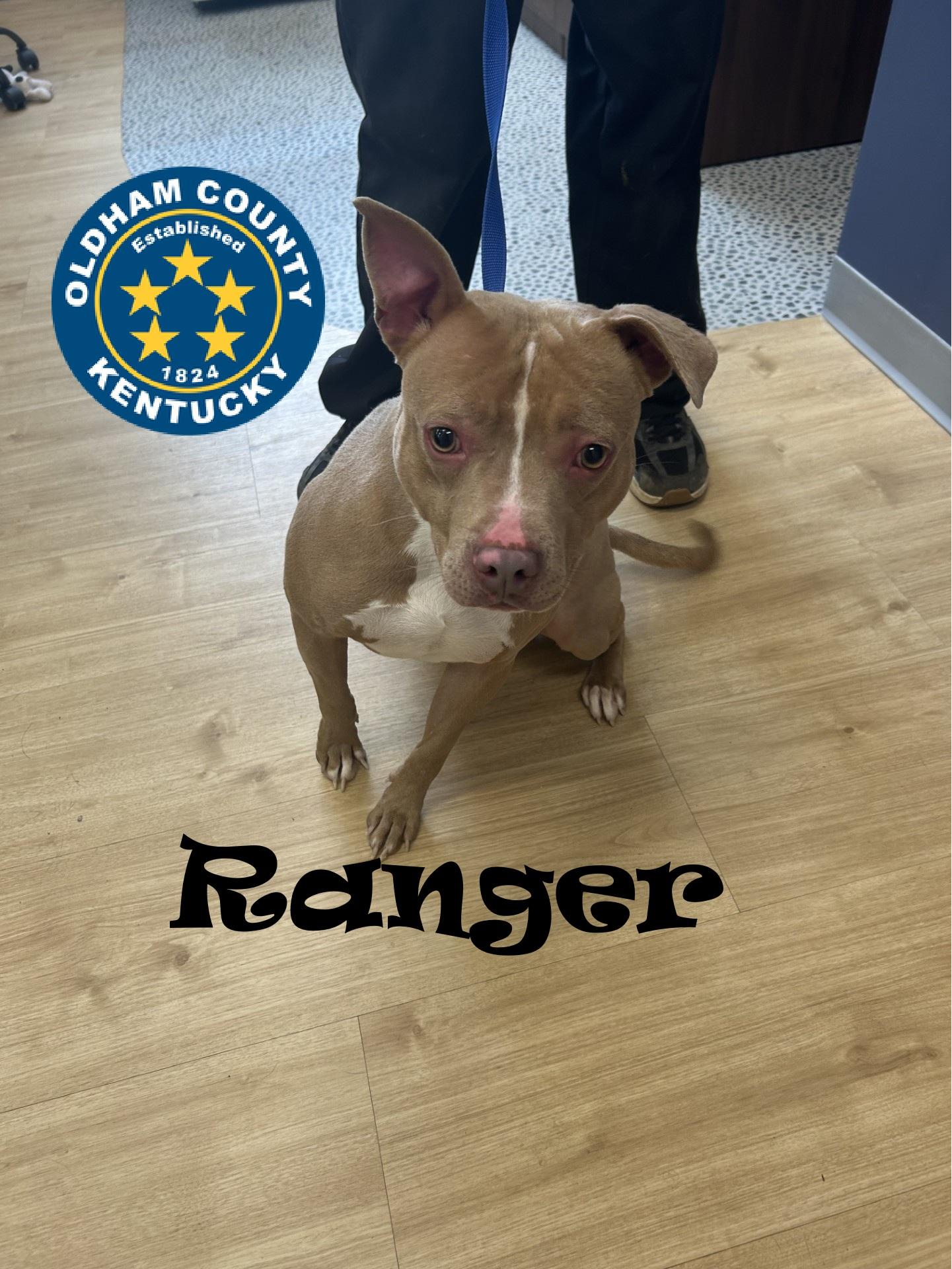 Ranger, Adoptable, Young Male Pit Bull Terrier.