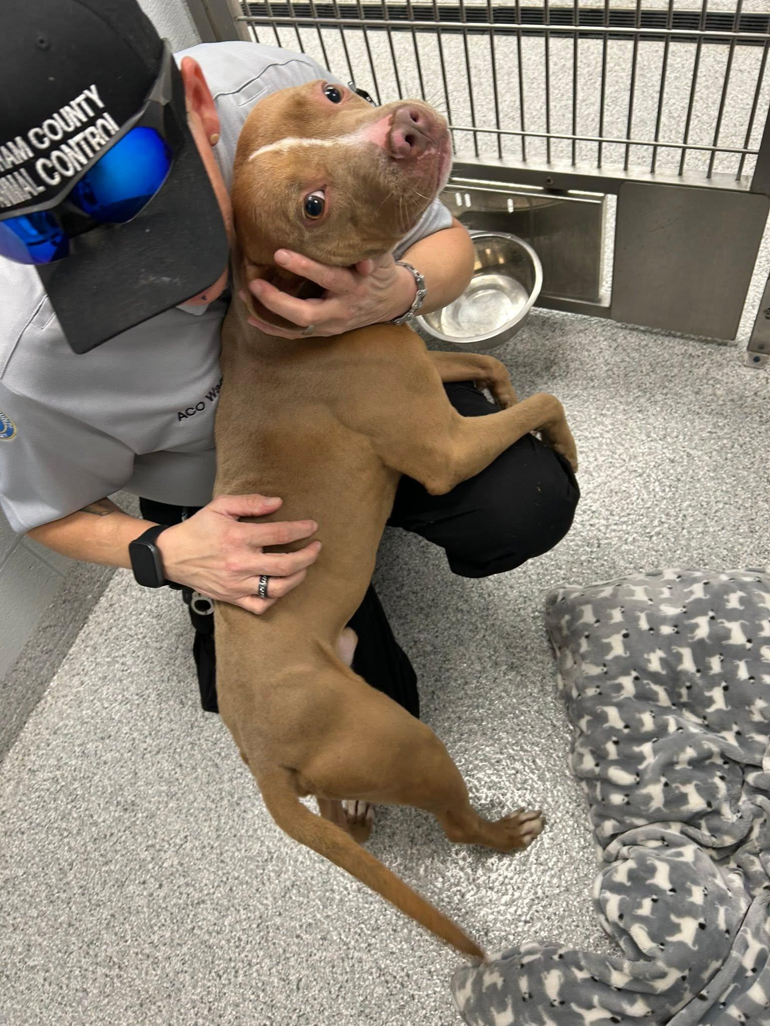 Ranger, a Adoptable mixed breed in La Grange, KY image 2/3