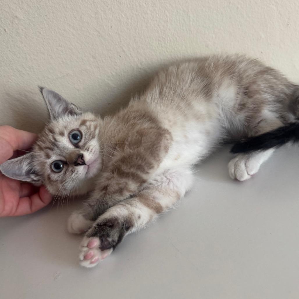 Pecorino (Red Collar), a Adoptable Domestic Short Hair in Sunnyvale, CA image 1/3