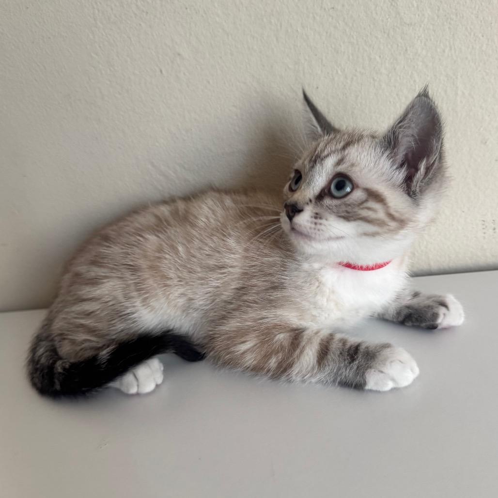 Pecorino (Red Collar), a Adoptable Domestic Short Hair in Sunnyvale, CA image 2/3