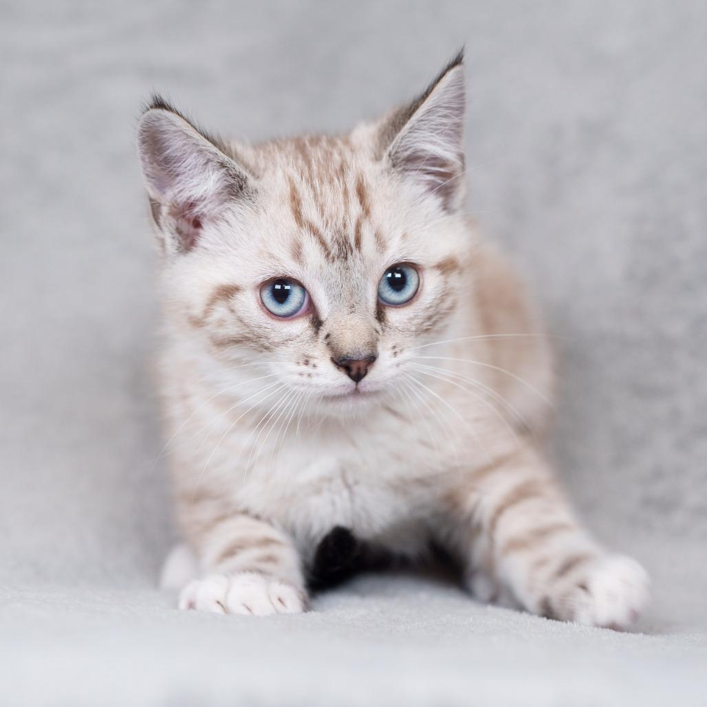 Pecorino (Red Collar), a Adoptable Domestic Short Hair in Sunnyvale, CA image 3/3