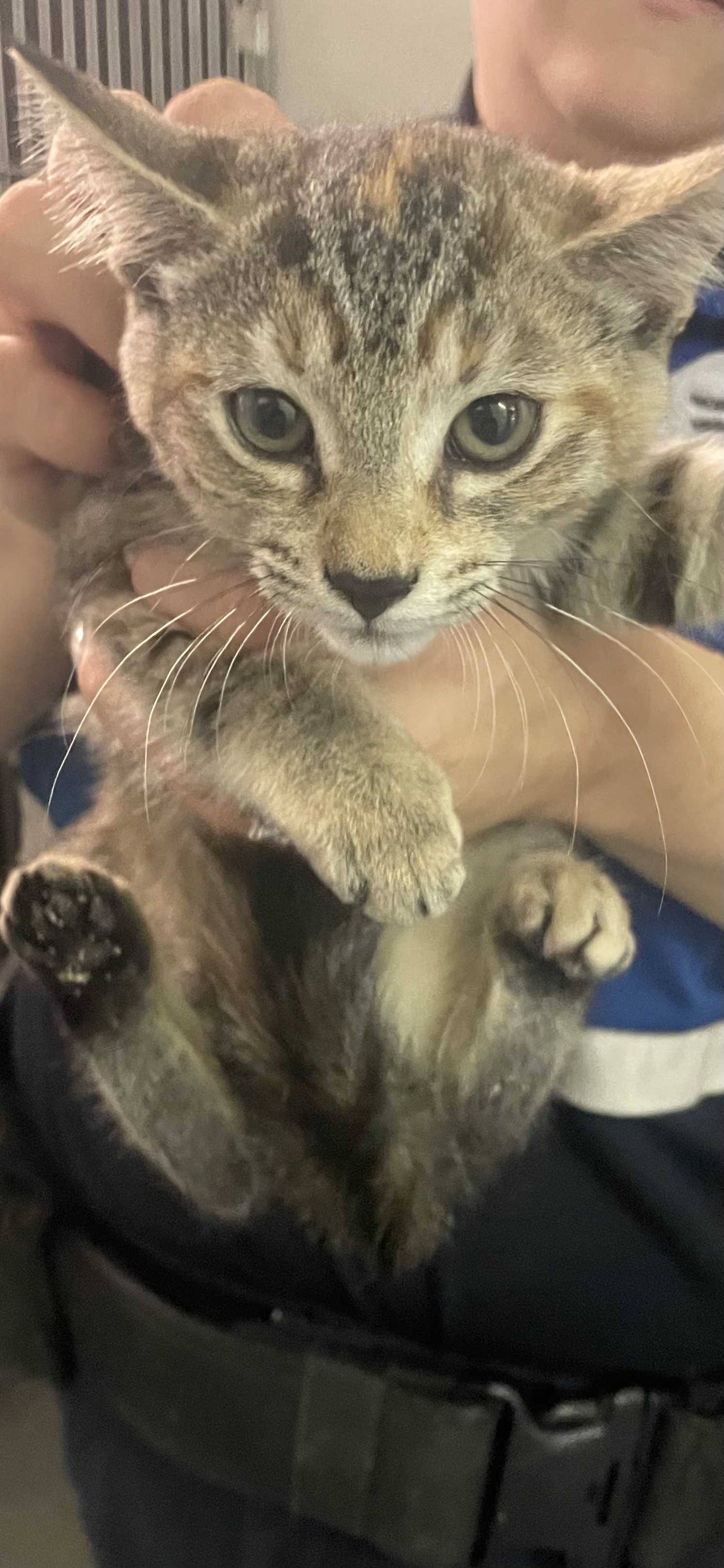 Lyssie, Adopted, Kitten Female Domestic Short Hair.