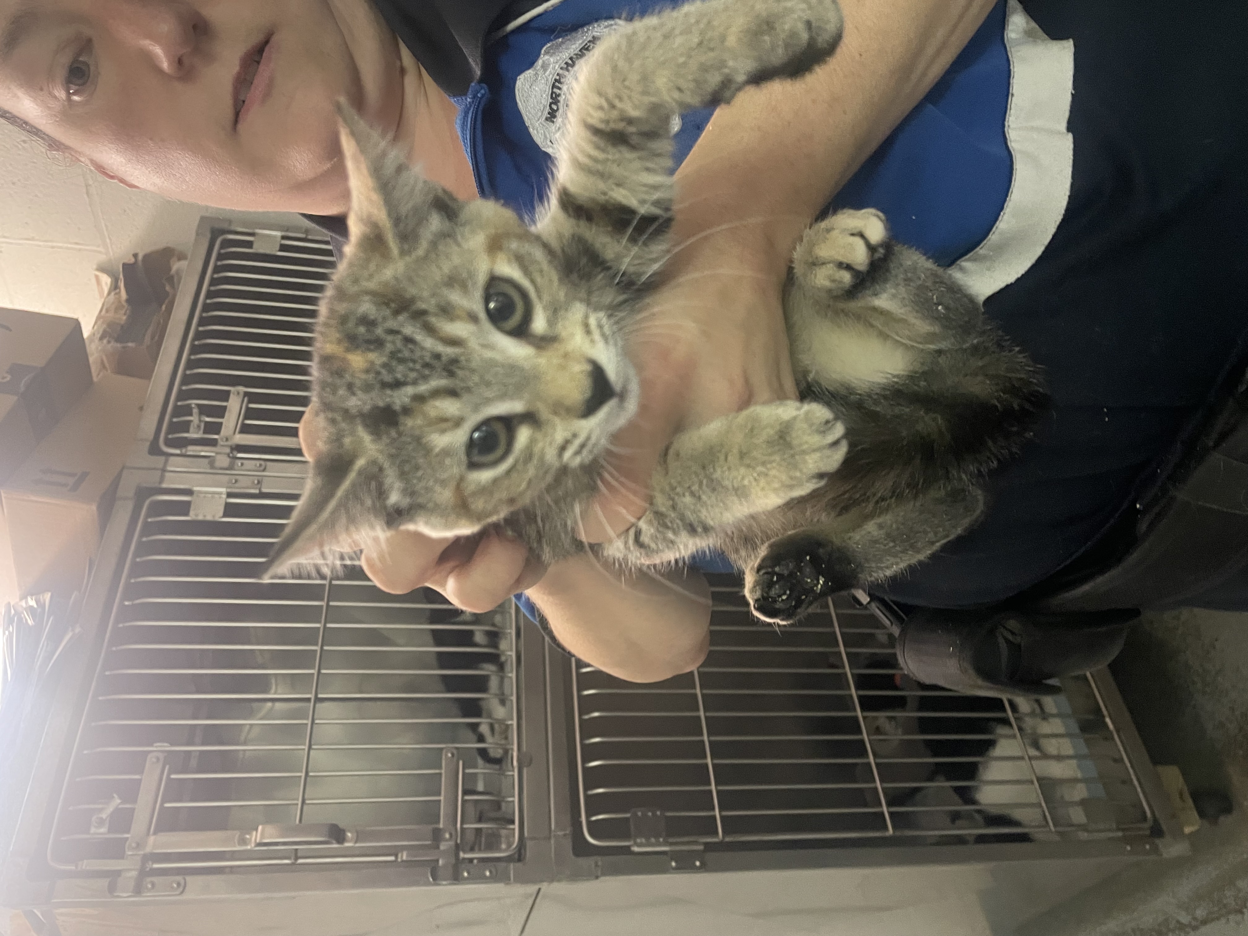 Enlarge Lyssie, a Adopted Domestic Short Hair in North Haven, CT image 2/4