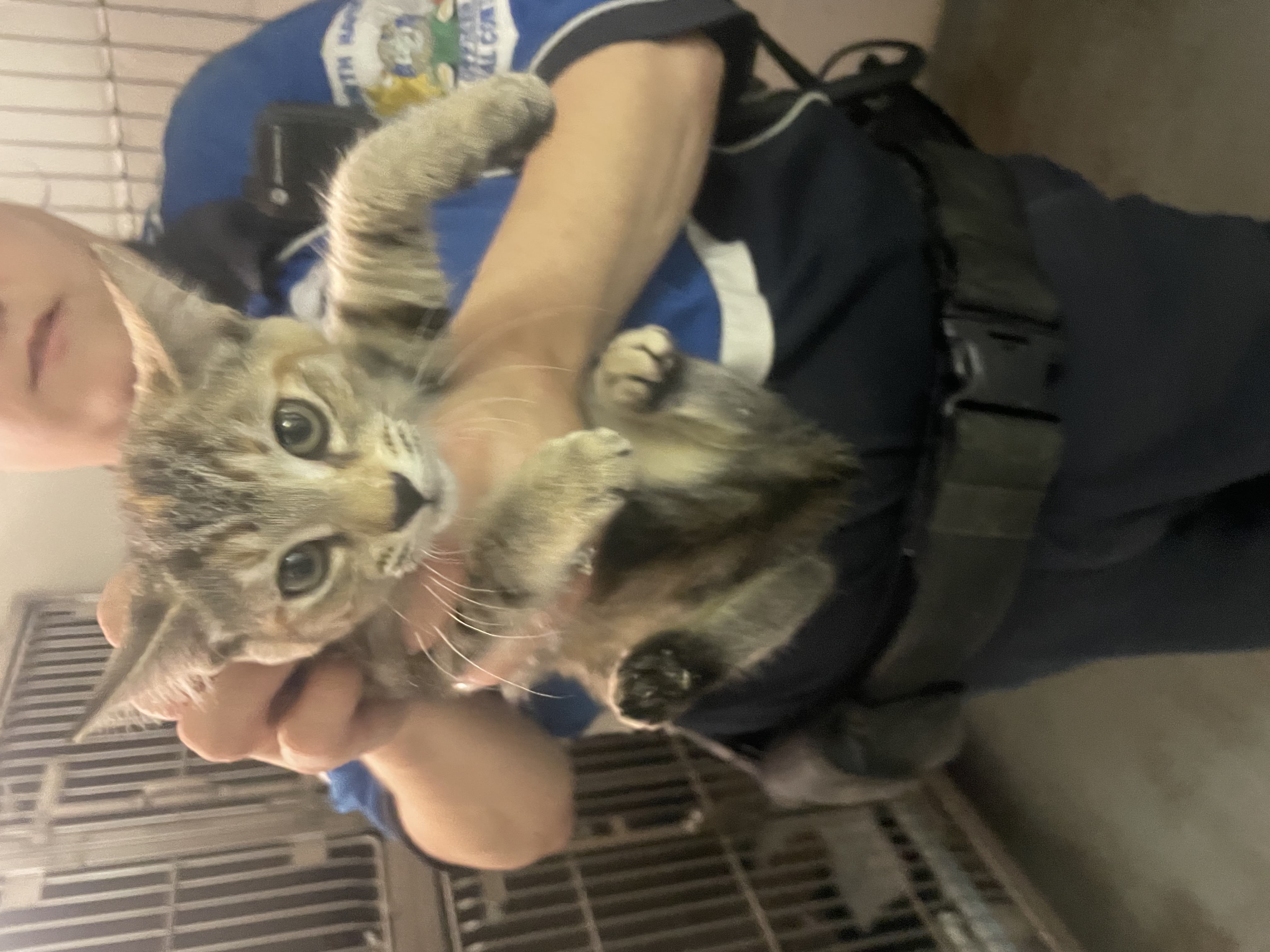 Enlarge Lyssie, a Adopted Domestic Short Hair in North Haven, CT image 3/4