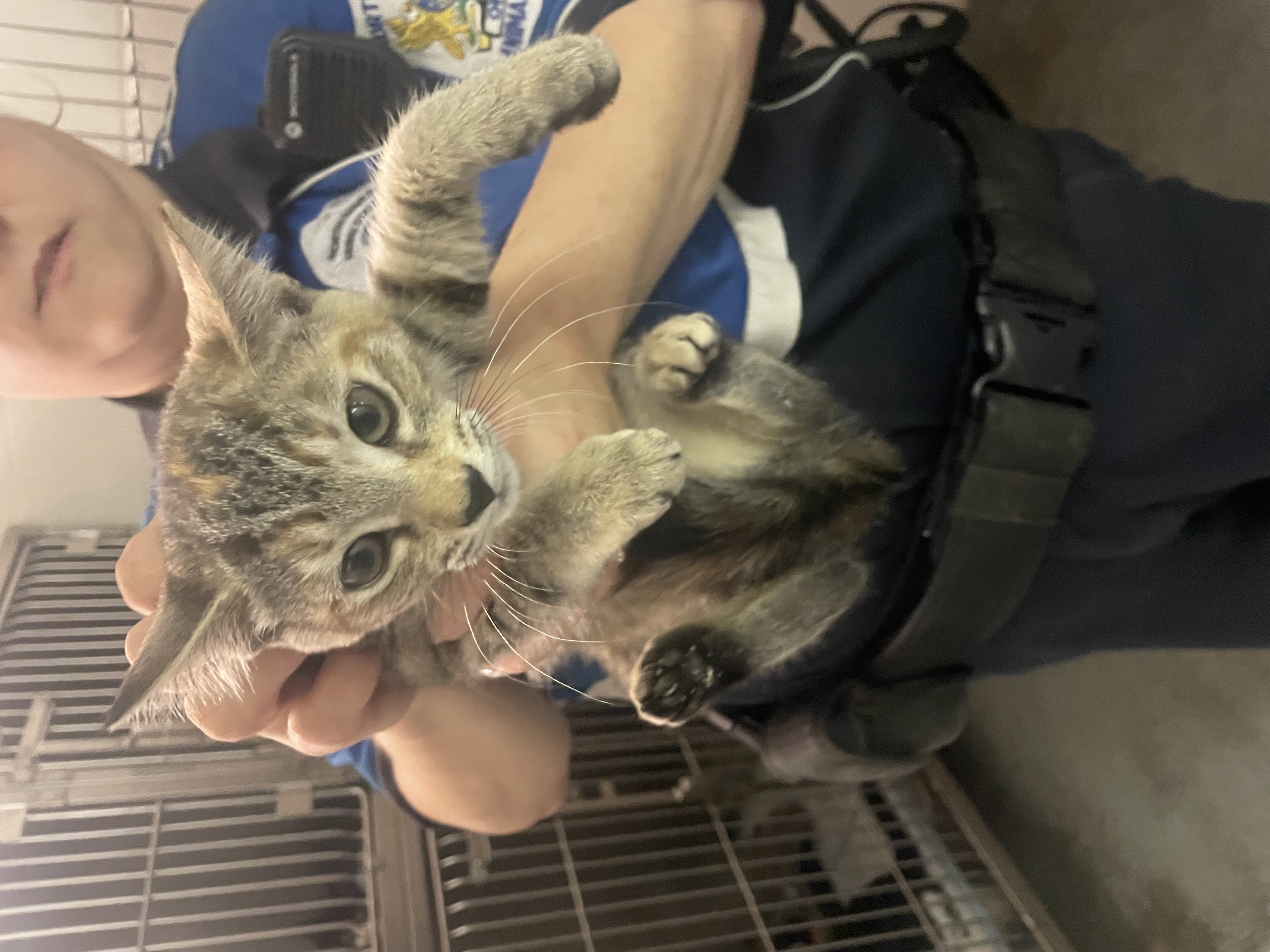 Enlarge Lyssie, a Adopted Domestic Short Hair in North Haven, CT image 4/4