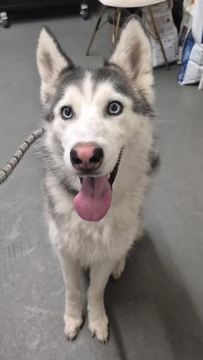 Minka, ADOPTABLE, Young Female Husky.