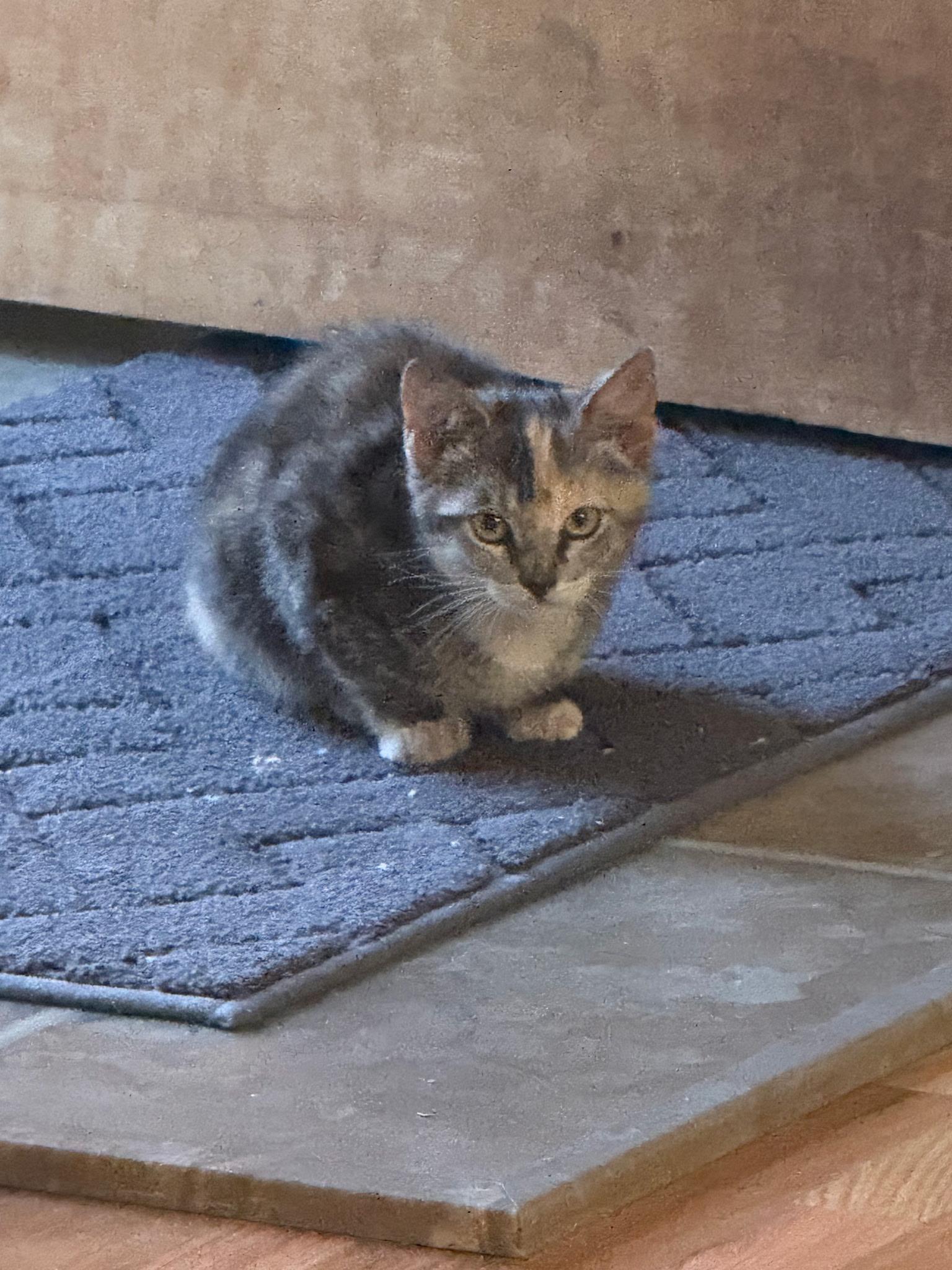 F-Betty, Baby Female Calico