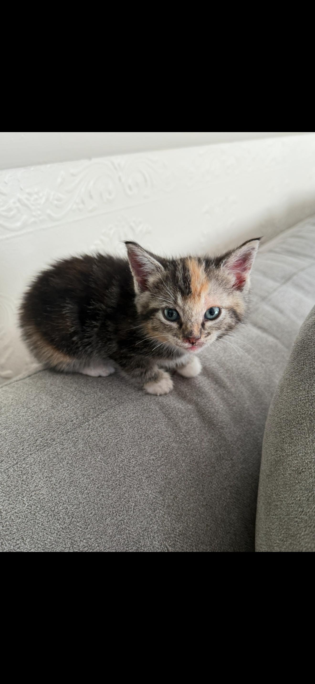 F-Betty, an adoptable Calico in Billings, MT, 59101 | Photo Image 2