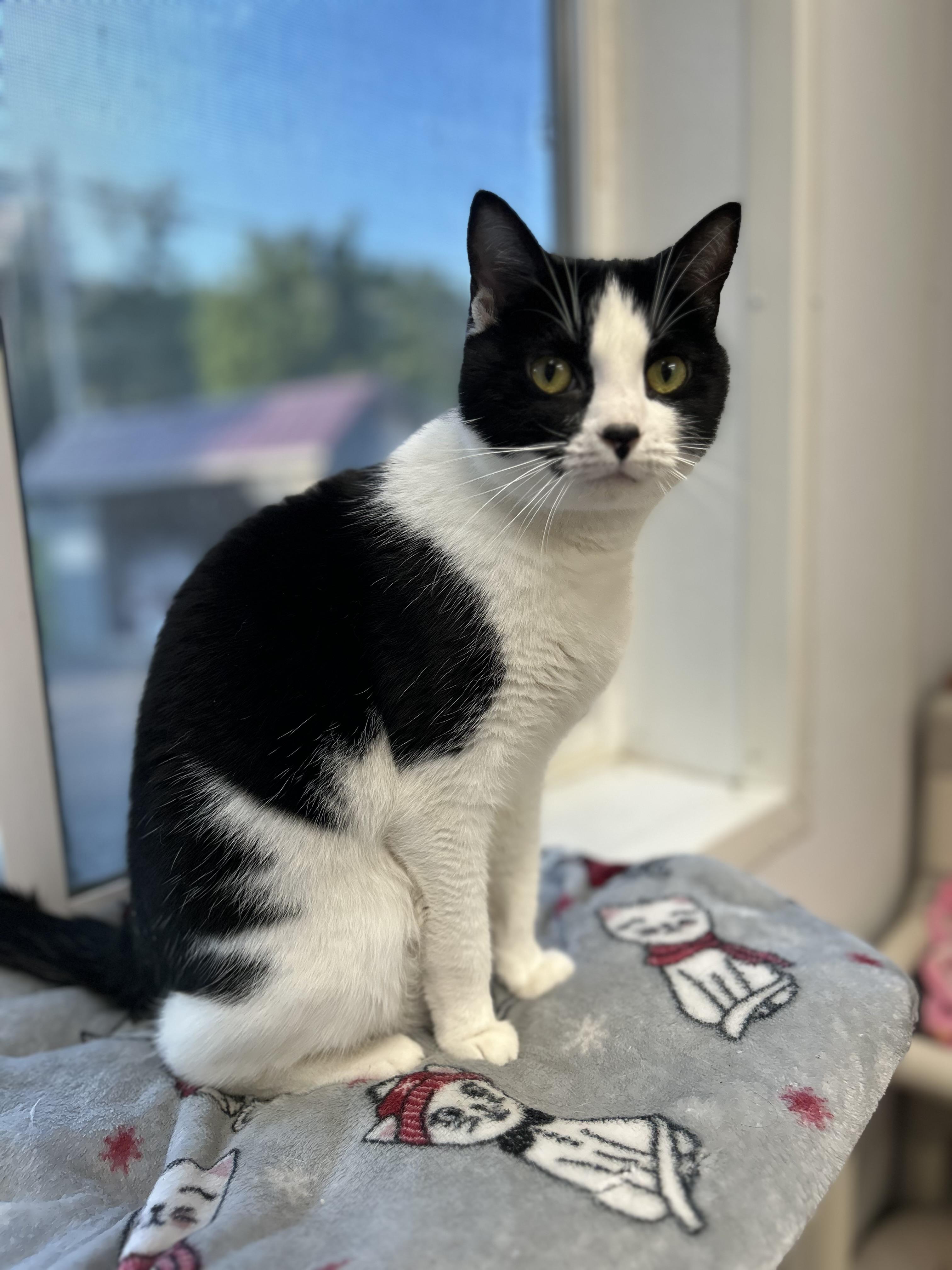 Misty, ADOPTABLE, Adult Female Domestic Short Hair.