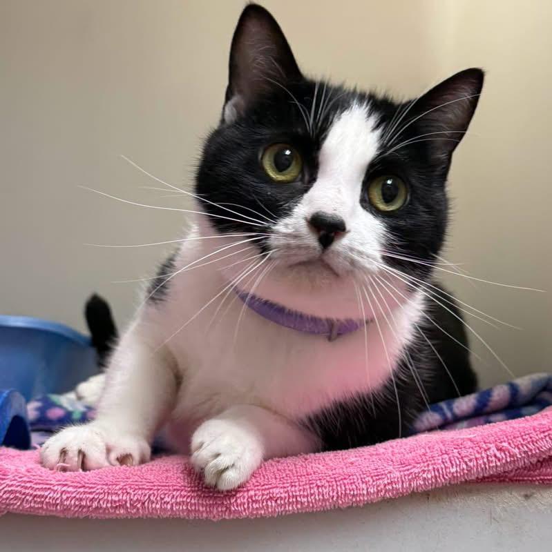 Misty, a ADOPTABLE Domestic Short Hair in Howes Cave, NY image 2/3