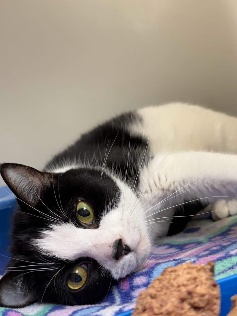 Misty, a ADOPTABLE Domestic Short Hair in Howes Cave, NY image 3/3