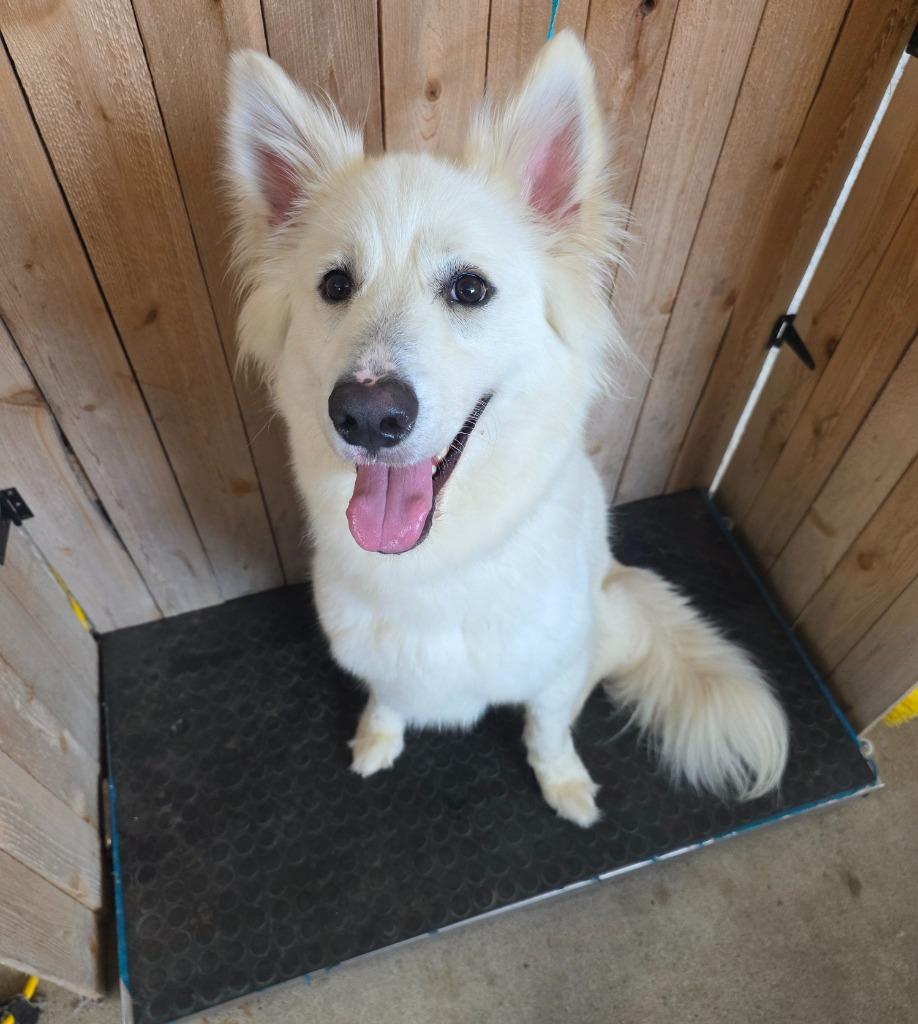 Enlarge Nezyko, a Adoptable Husky in Missouri City, TX image 1/1