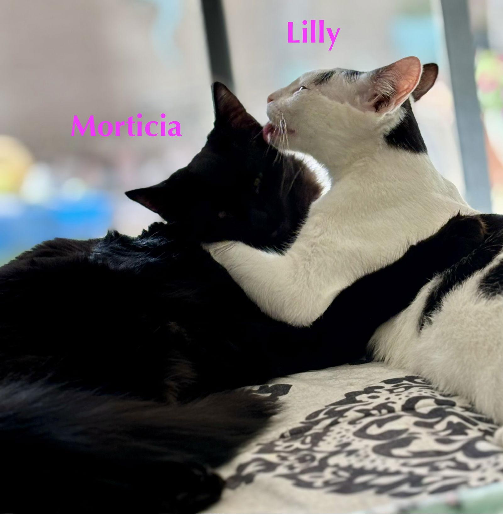 Morticia, Adoptable, Young Female Domestic Medium Hair.