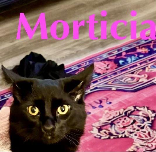 Enlarge Morticia, a Adoptable Domestic Medium Hair in Glendale, AZ image 2/3