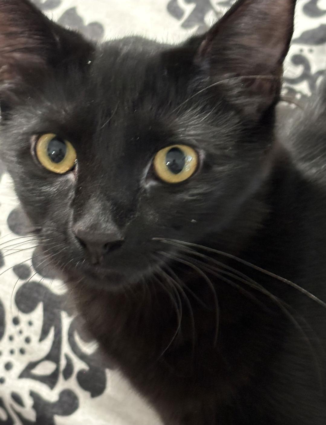 Enlarge Morticia, a Adoptable Domestic Medium Hair in Glendale, AZ image 3/3