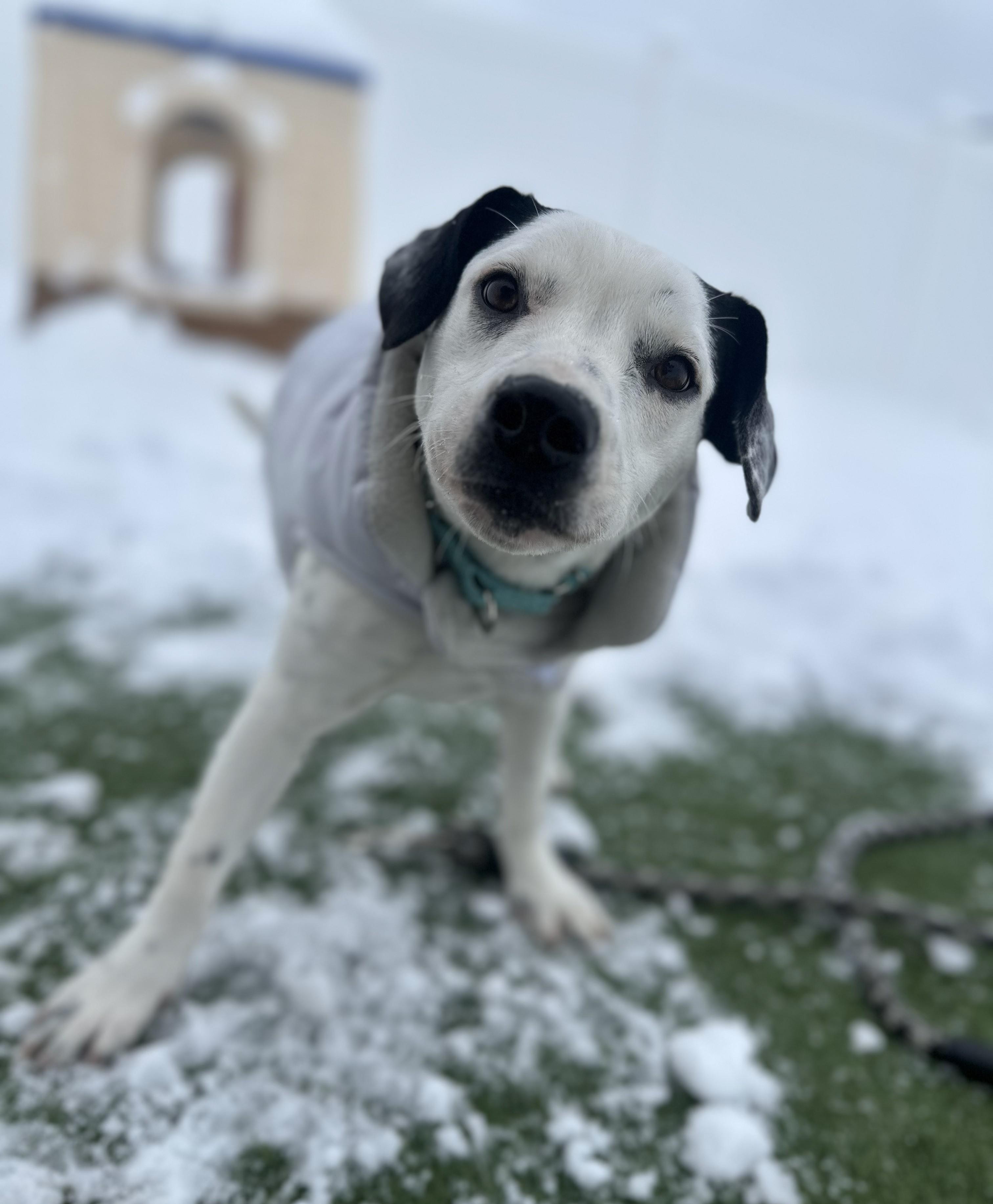 Enlarge Judo, a ADOPTABLE mixed breed in Downers Grove, IL image 1/3