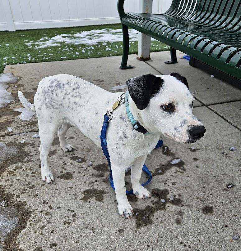 Enlarge Judo, a ADOPTABLE mixed breed in Downers Grove, IL image 2/3