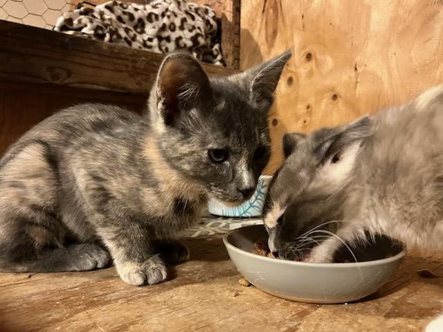 Enlarge Mia and Doran, a Adopted Domestic Short Hair in Santa Rosa, CA image 3/4