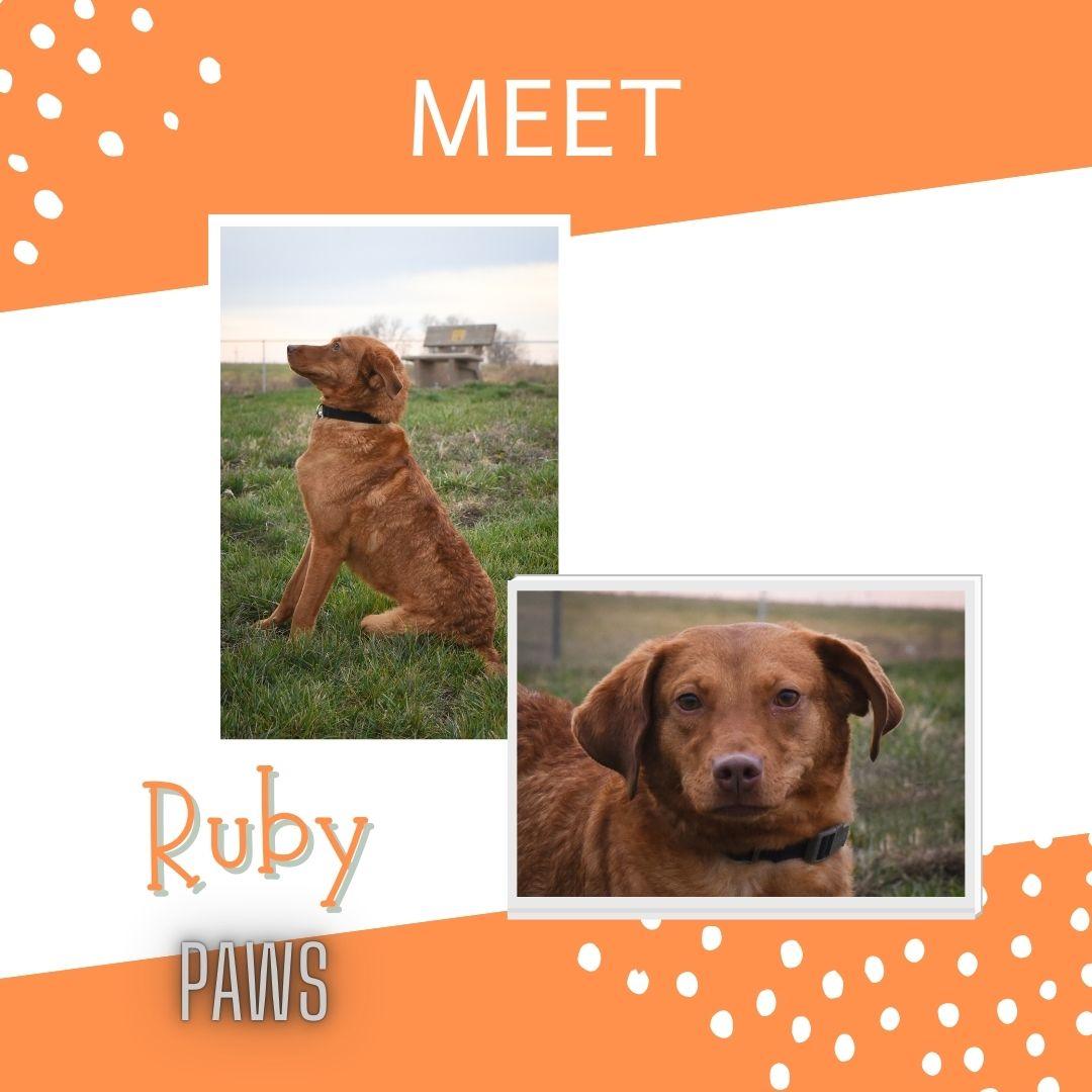 Ruby, a Adoptable mixed breed in Jefferson, IA image 1/3