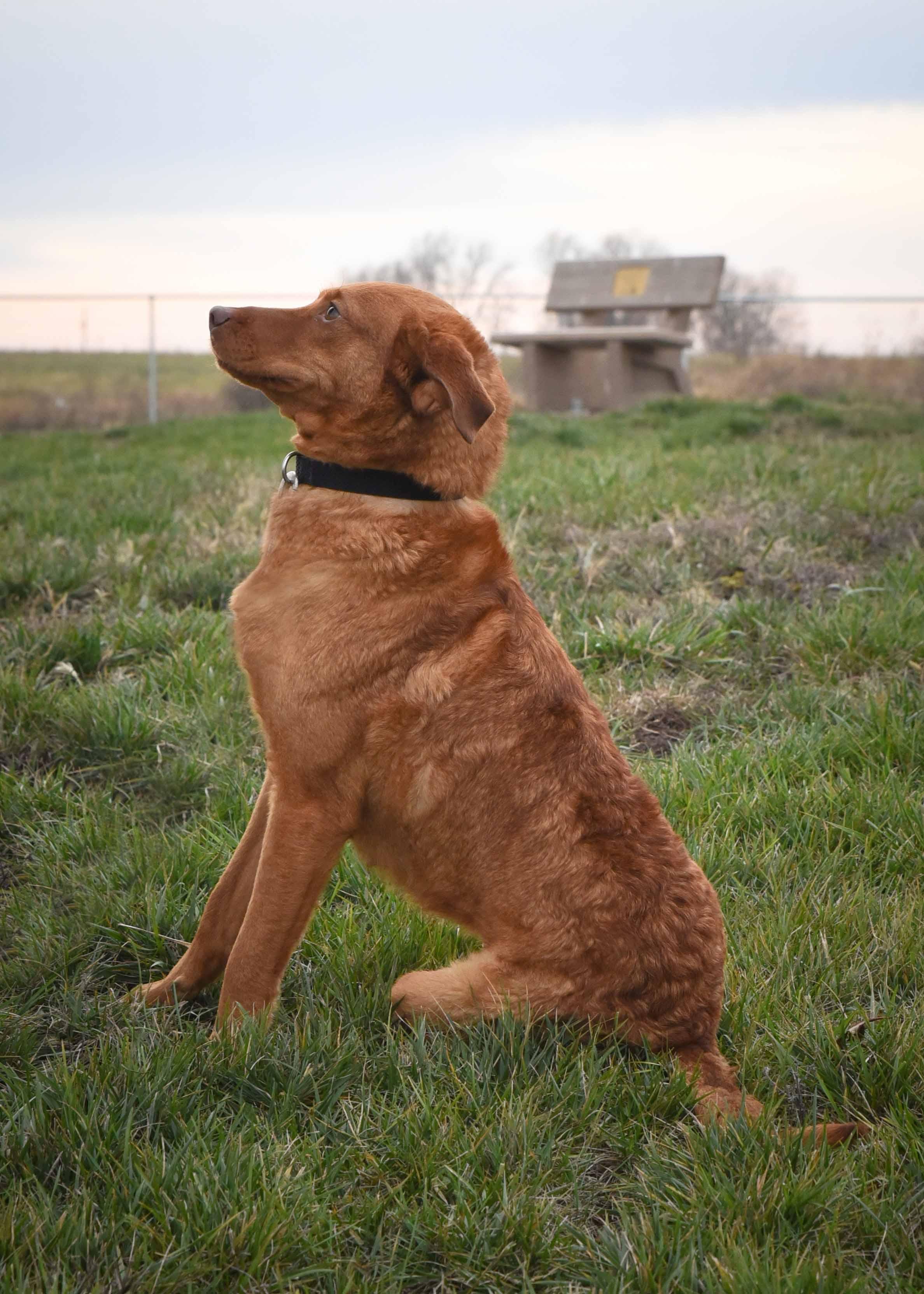 Ruby, a Adoptable mixed breed in Jefferson, IA image 2/3