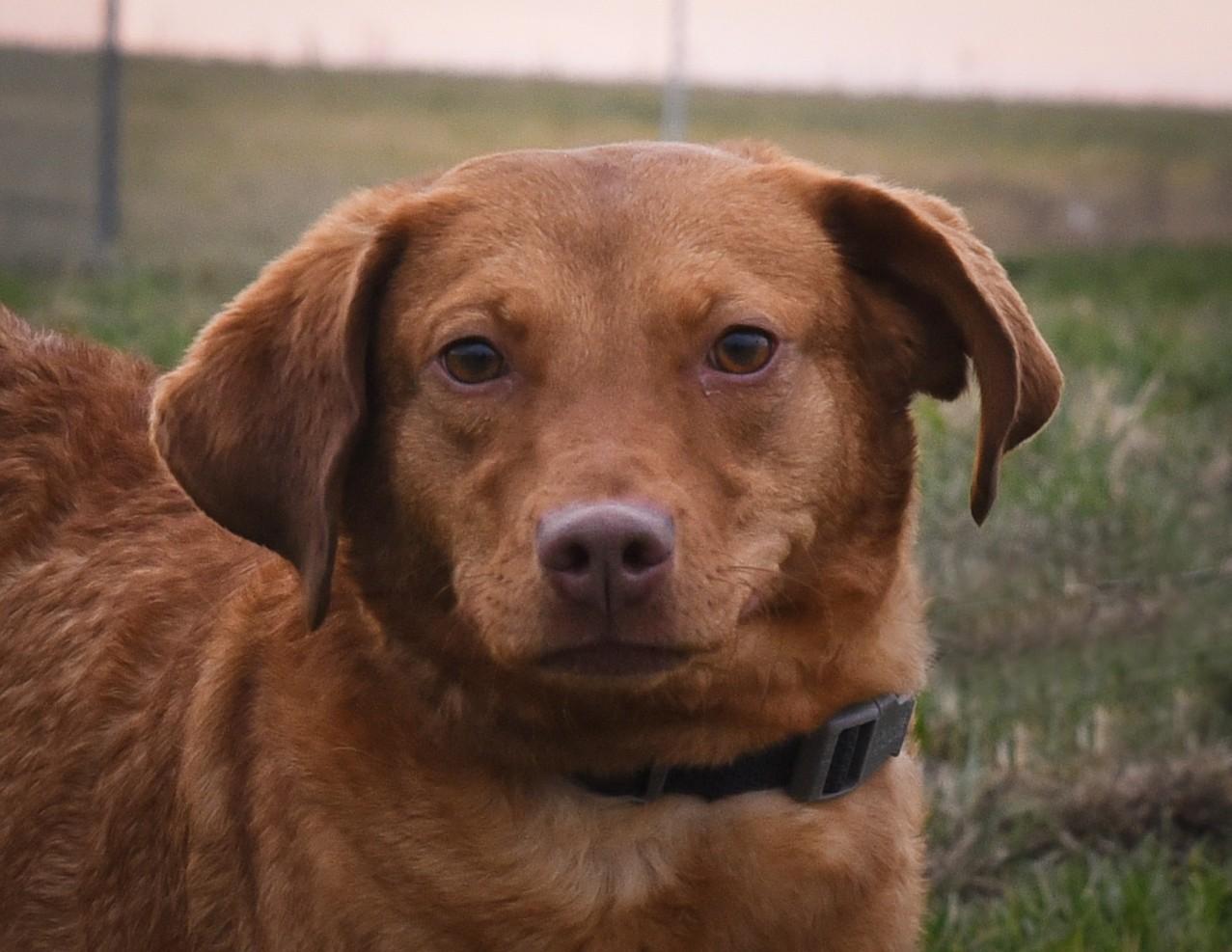 Ruby, a Adoptable mixed breed in Jefferson, IA image 3/3