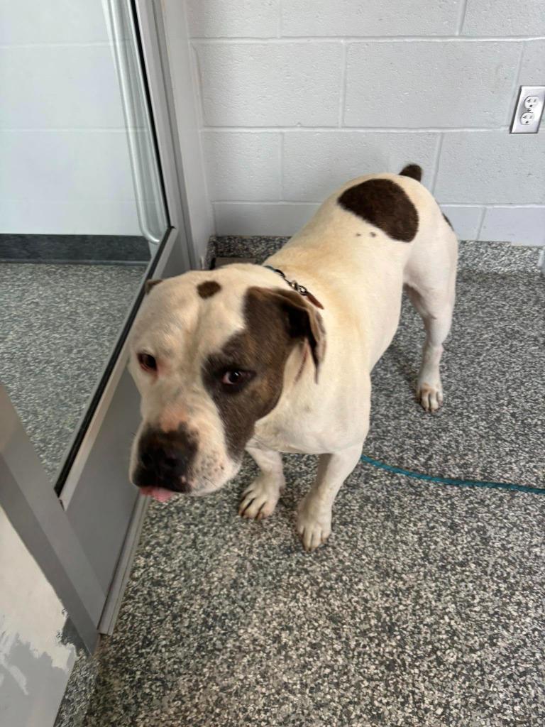 Vincent, Adoptable, Senior Male American Staffordshire Terrier.