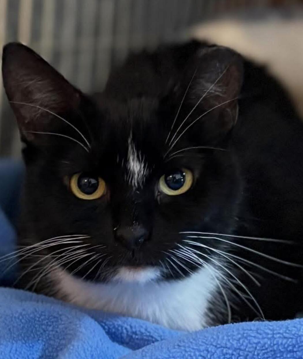 Enlarge Addie, a ADOPTABLE Domestic Short Hair in Sussex, NJ image 1/1