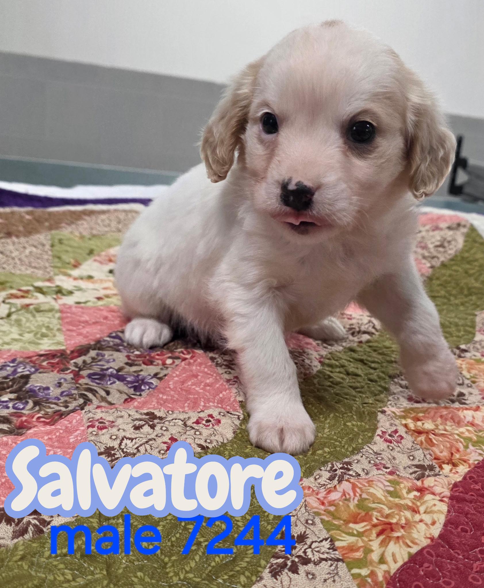 Salvatore , ADOPTABLE, Puppy Male Cavalier King Charles Spaniel & Eskimo Dog.