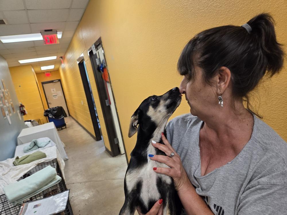 Chip, a Adoptable mixed breed in Lockhart, TX image 1/3