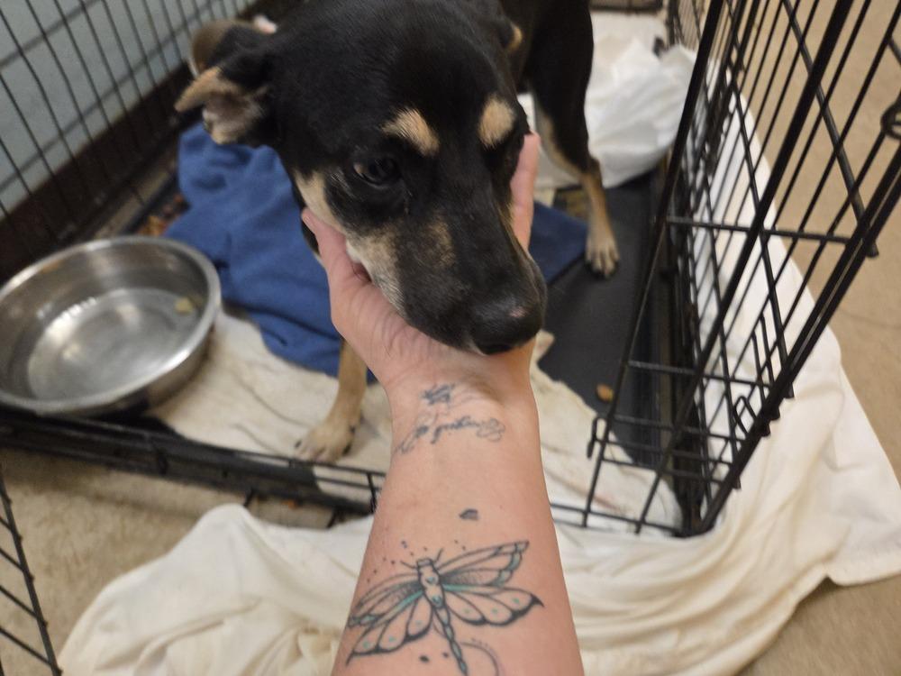 Chip, a Adoptable mixed breed in Lockhart, TX image 2/3