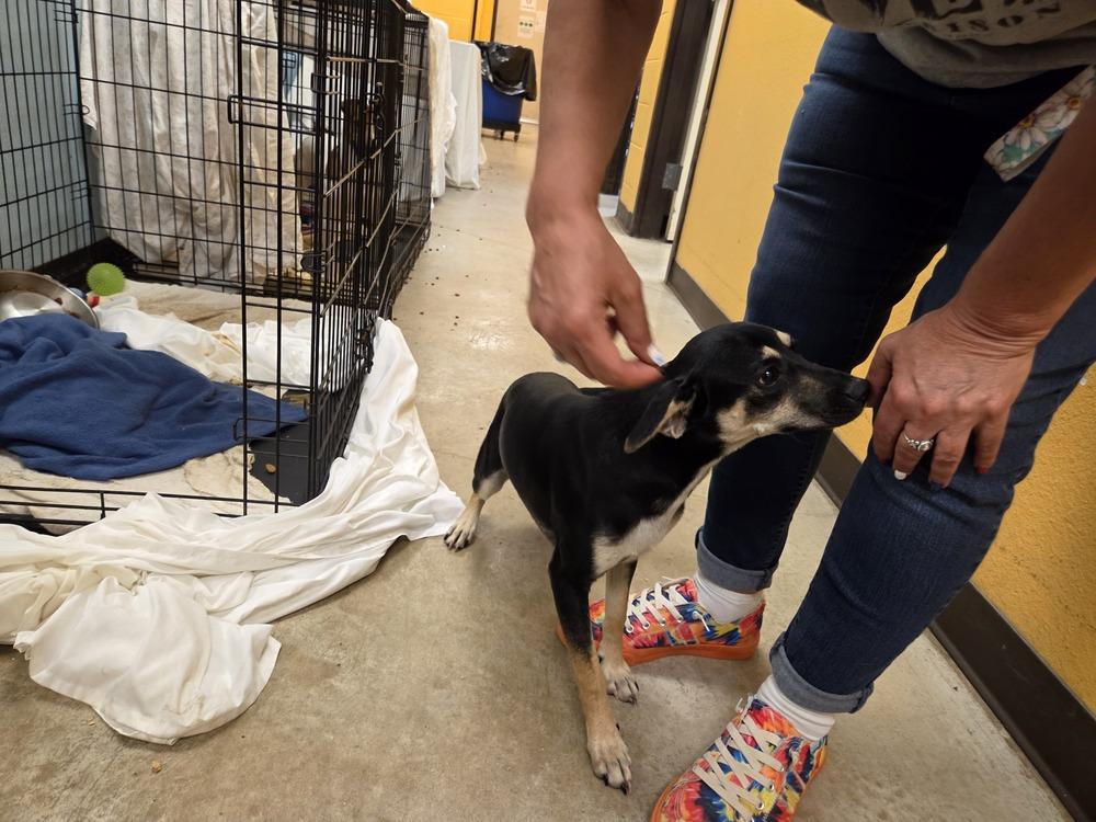 Chip, a Adoptable mixed breed in Lockhart, TX image 3/3