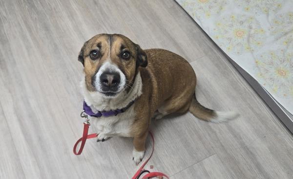 Cinnamon, Adoptable, Adult Male Shepherd & Corgi.