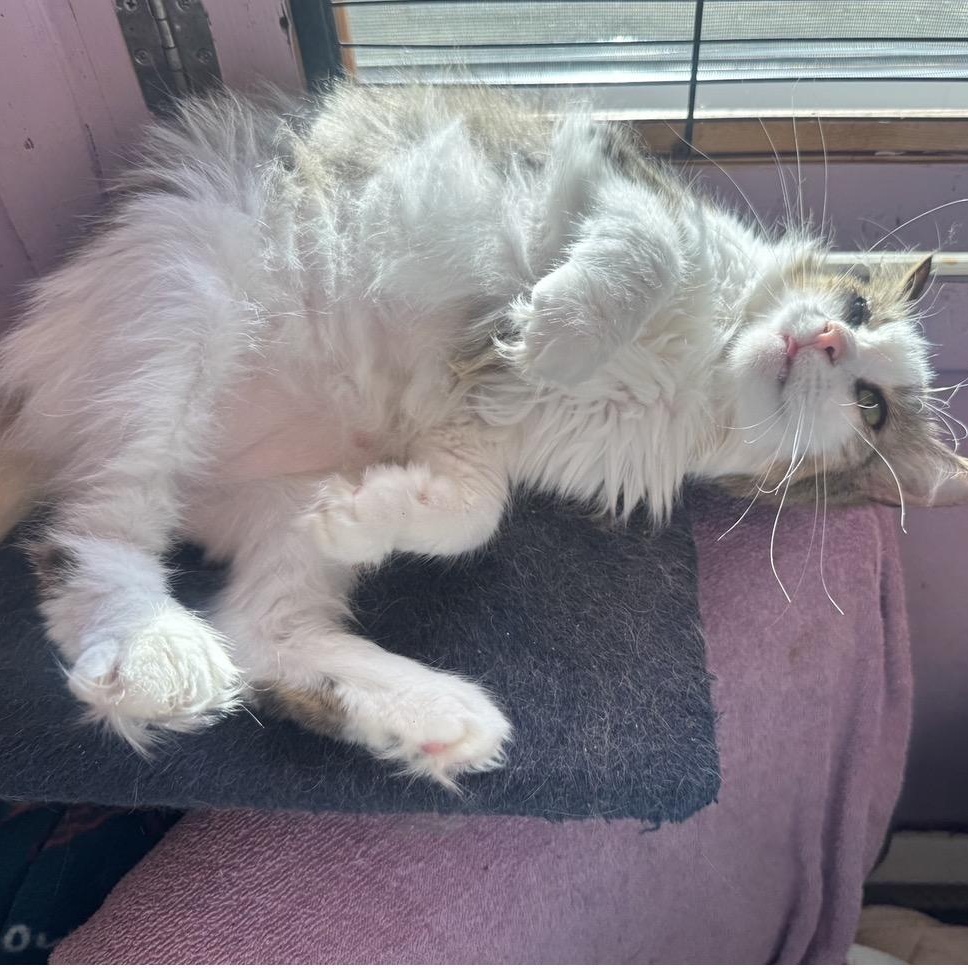 May May, a Adoptable Domestic Long Hair in Cortland, NY image 2/4